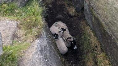 Sheep in a crack in rocks