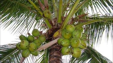 Coconut tree in India