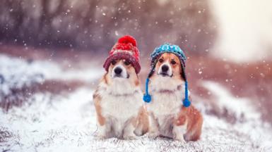 Two Corgi puppies sit next to each other in the park wearing knitted hats during heavy snowfall