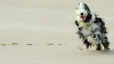 Dog on the beach