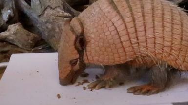 Armadillo on weighing scales