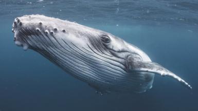 Humpback whale underwater looks towards camera