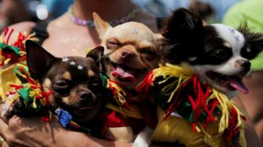 Dogs in costumes participate in the Blocao, or dog carnival parade, during carnival celebrations in Rio de Janeiro, Brazil, on 18 February 2023