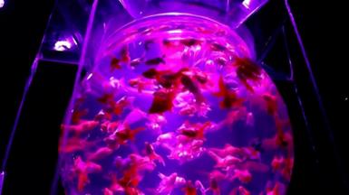 Aquarium art
