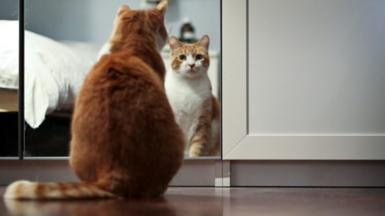 Cat looking in the mirror