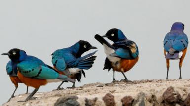 Starlings are seen in the Amboseli National Park, Kenya, August 12, 2020.