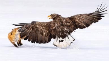 A fox snaps at a large eagle with is wings outstretched in an icy landscape