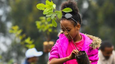 A young Ethiopian girl takes part in a national tree-planting drive in the capital Addis Ababa - 28 July 2019