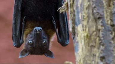 Fruit bat