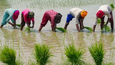 People plant rice saplings at a water-logged rice field on the outskirts of Amritsar, India