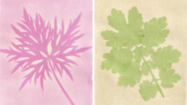 A composite of two anthotypes showing plant material