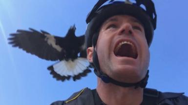 A man wearing a helmet is swooped by a magpie