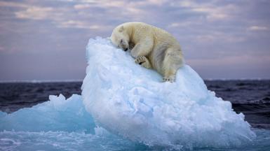 Polar bear asleep on a small iceberg, Norway