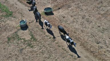 Cattle in parched fields in Tint&eacute;niac, north-west France