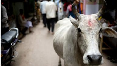 Stray cattle often roam around in India