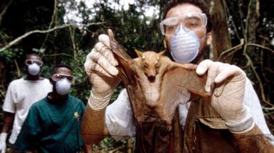 Ebola researcher with a captured megabat