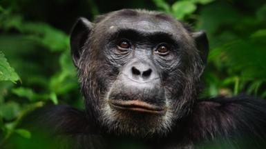 στοκ πορτρέτο ενός χιμπατζή