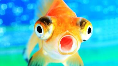 Stock image of a goldfish, looking surprised, with bulging eyes and wide-open mouth