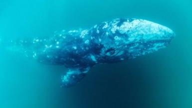 A grey whale called Wally is lost in the Mediterranean - far away from its home in the Pacific. Why?