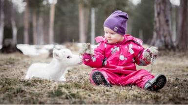 Child feeding moss to a baby reindeer