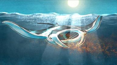 Manta ray, illustration