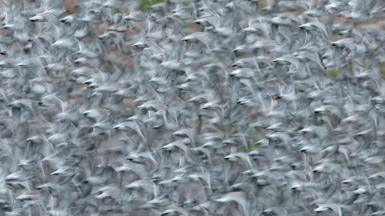 Nudo en vuelo en RSPB Snettisham