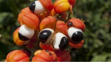 Guaraná