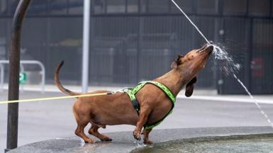 A dachshund drinks from a fountai