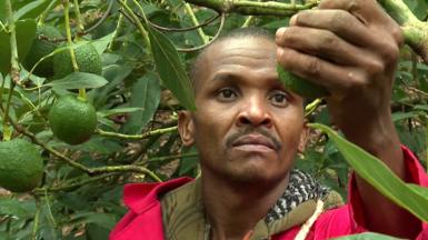 An avocado picker in Kenya