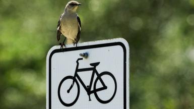 Ένα πουλί σκαρφαλωμένο σε μια πινακίδα
