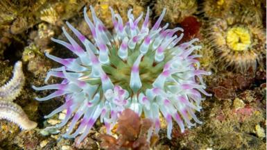 A photo of a blue and purple dahlia anemone in waters around Scotland