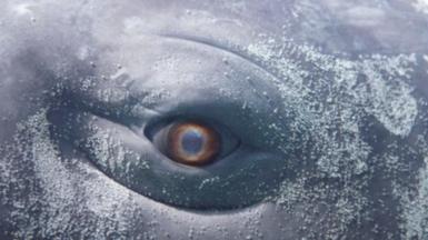 Close up of whale eye