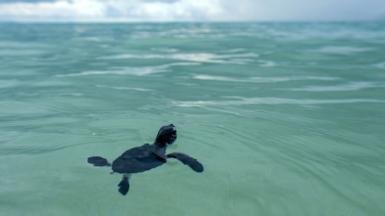 A baby sea turtle released into the sea in Indonesia's Bangka Belitung island as part of a conservation program, 4 August 2020