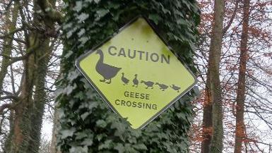 Geese crossing signs