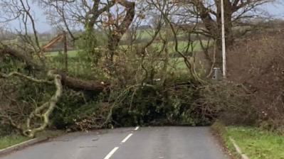 Fallen tree near Droitwich