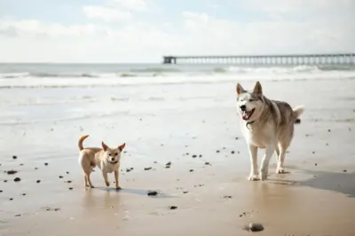 Chihuahua e husky na praia
