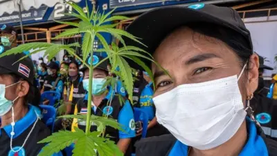 A Thai woman with a cannabis plant