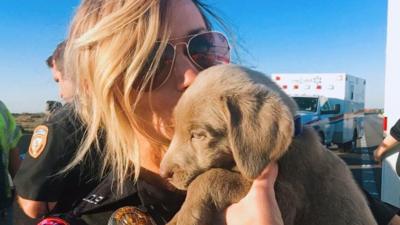 The Dog With The Amazing Smile Cbbc Newsround