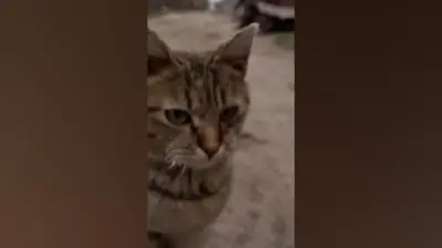 Мачка упала на снимање ратне репортаже