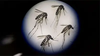 এডিস মশা
