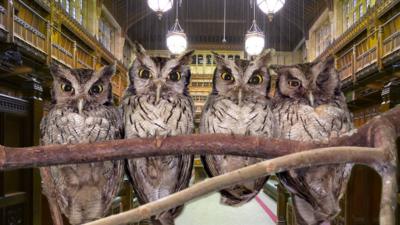 What is a Group of Owls Called 