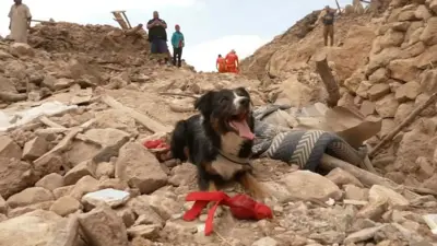 Colin, a search and rescue border collie, sits in rubble in the High Atlas Mountains