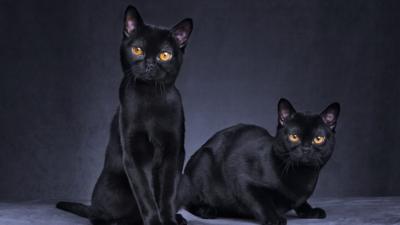 two black cats