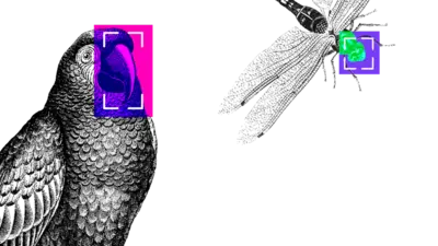 Попугай и стрекоза