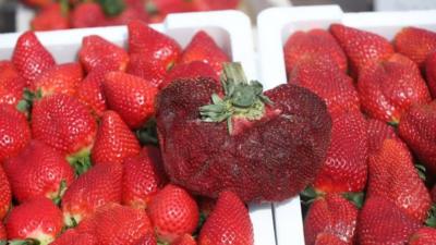 Guinness World Records Farmer In Israel Grows World S Heaviest Strawberry Cbbc Newsround