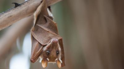 Bats have better vocals than singers and sing like heavy metal stars - CBBC  Newsround