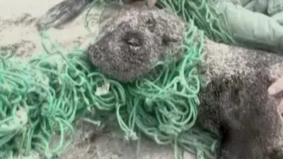 Младунчад фоке ослобођена из рибарске мреже у Јужној Африци
