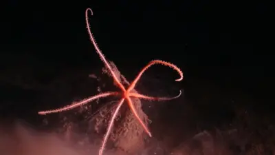 A brittle star