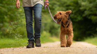 what does it mean to get dog walked
