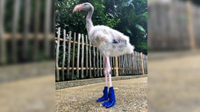 Why Are Flamingos Pink Cbbc Newsround